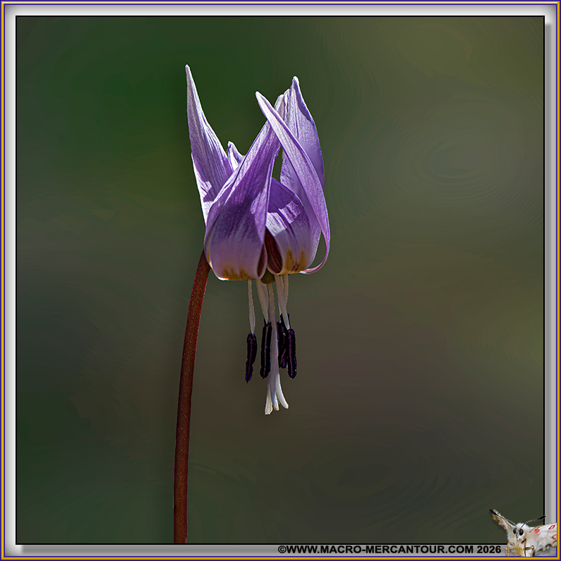 Erythrone dent de chien